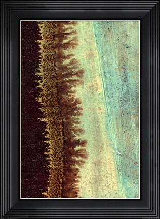 Framed Lichen I Print