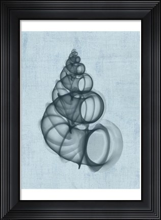 Framed Wentletrap Shell (light blue) Print
