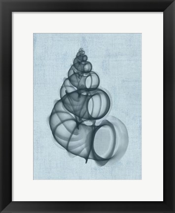 Framed Wentletrap Shell (light blue) Print