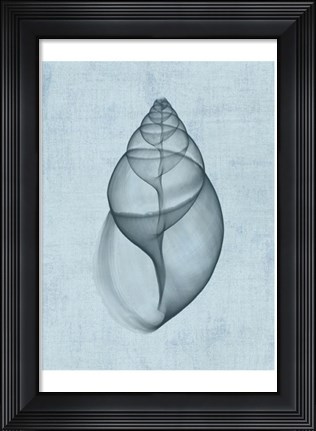 Framed Achatina Shell (light blue) Print