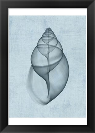 Framed Achatina Shell (light blue) Print