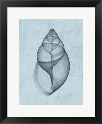 Framed Achatina Shell (light blue) Print