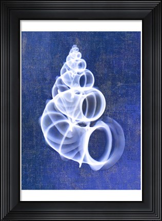Framed Wentletrap Shell (indigo) Print