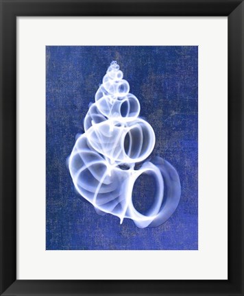 Framed Wentletrap Shell (indigo) Print