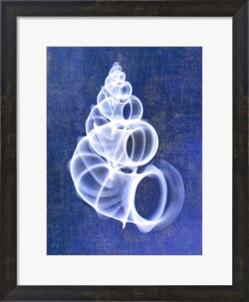 Framed Wentletrap Shell (indigo) Print
