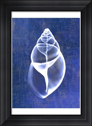 Framed Achatina Shell (indigo) Print