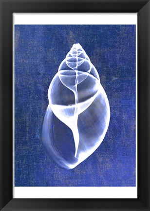 Framed Achatina Shell (indigo) Print