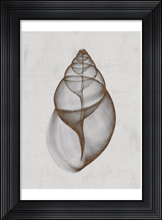 Framed Achatina Shell Print