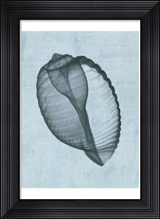 Framed Banded Tun Shell (light blue) Print