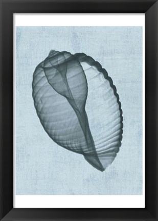 Framed Banded Tun Shell (light blue) Print