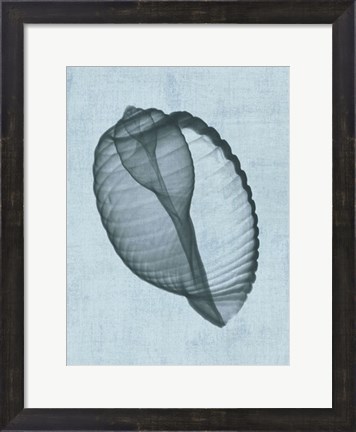 Framed Banded Tun Shell (light blue) Print