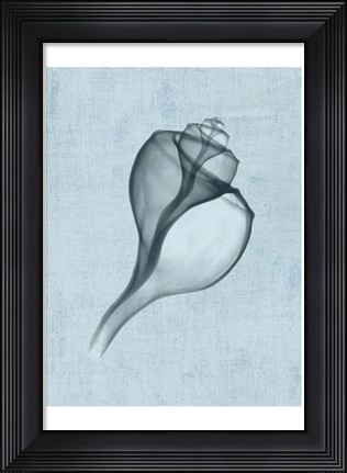 Framed Channelled Whelk (light blue) Print
