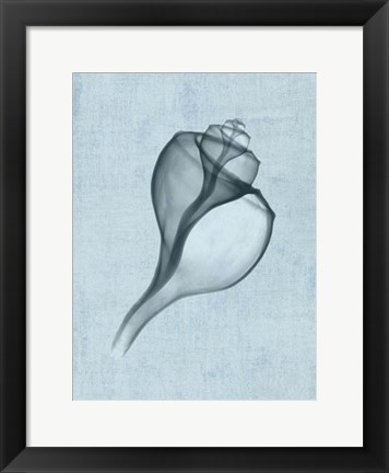 Framed Channelled Whelk (light blue) Print