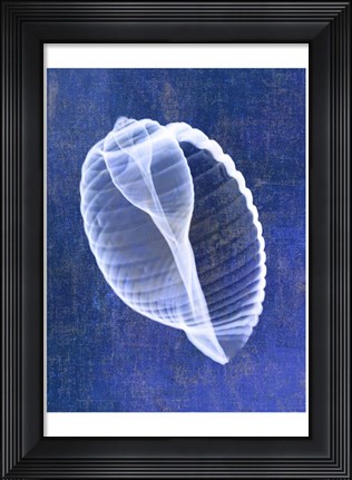 Framed Banded Tun Shell (indigo) Print