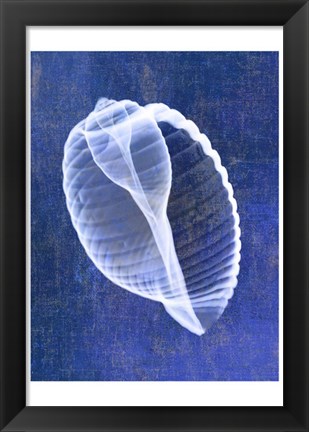 Framed Banded Tun Shell (indigo) Print