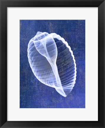 Framed Banded Tun Shell (indigo) Print