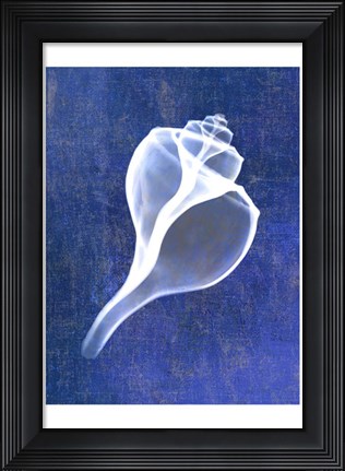 Framed Channelled Whelk (indigo) Print