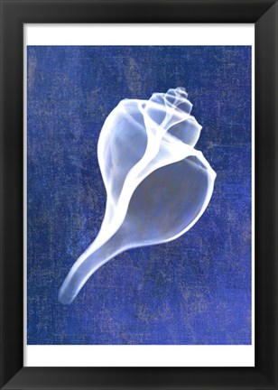 Framed Channelled Whelk (indigo) Print