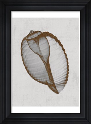 Framed Banded Tun Shell Print