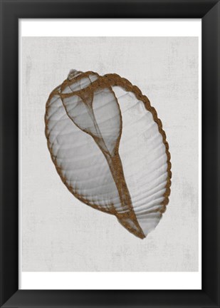 Framed Banded Tun Shell Print