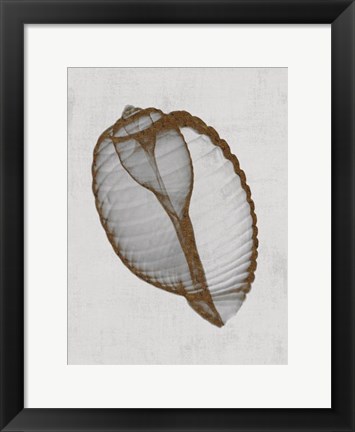 Framed Banded Tun Shell Print