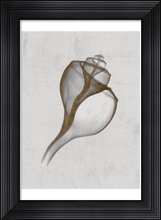 Framed Channelled Whelk Print