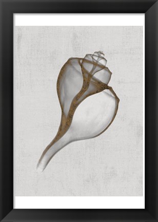 Framed Channelled Whelk Print