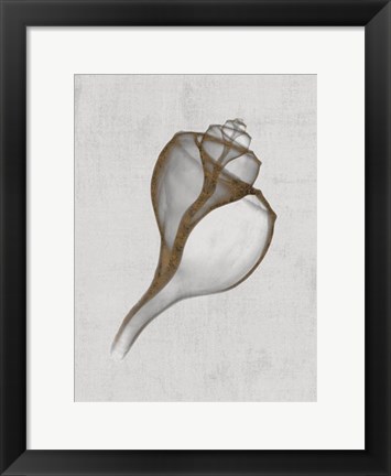 Framed Channelled Whelk Print