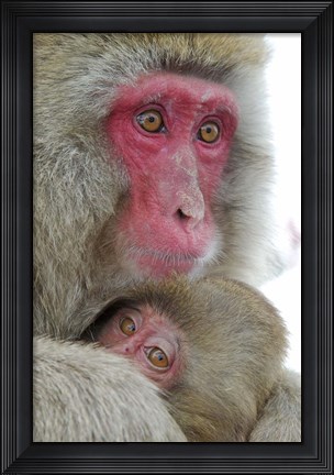 Framed Baby Snow Monkey Clinging to Mother, Jigokudani Monkey Park, Japan Print