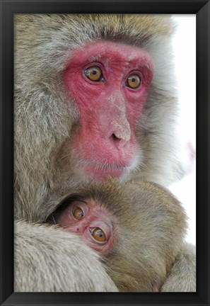 Framed Baby Snow Monkey Clinging to Mother, Jigokudani Monkey Park, Japan Print