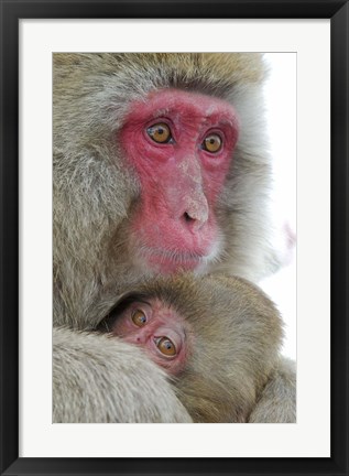 Framed Baby Snow Monkey Clinging to Mother, Jigokudani Monkey Park, Japan Print