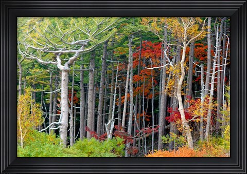 Framed Fall colors of the Fuji-Hakone-Izu National Park, Japan Print