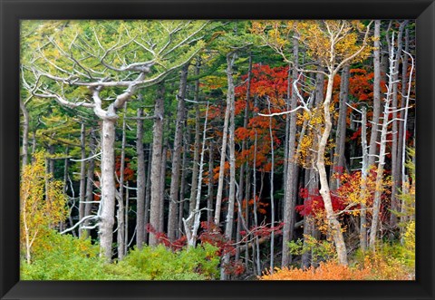 Framed Fall colors of the Fuji-Hakone-Izu National Park, Japan Print