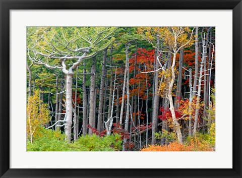 Framed Fall colors of the Fuji-Hakone-Izu National Park, Japan Print