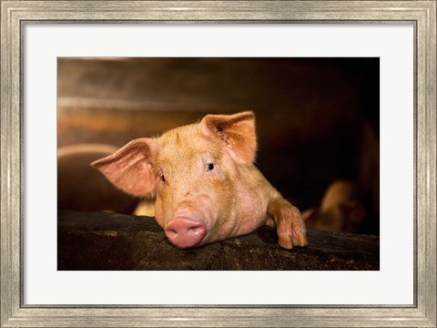 Framed Pig Farm, Bali, Indonesia Print