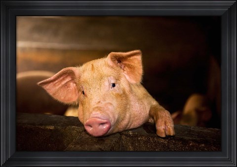 Framed Pig Farm, Bali, Indonesia Print