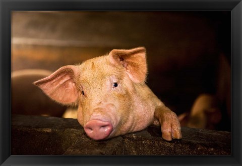 Framed Pig Farm, Bali, Indonesia Print