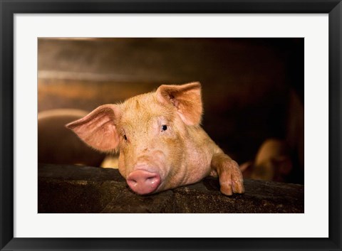 Framed Pig Farm, Bali, Indonesia Print