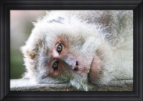 Framed Ubud, Bali, Indonesia, Sacred monkey forest Print