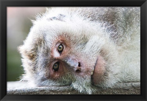 Framed Ubud, Bali, Indonesia, Sacred monkey forest Print