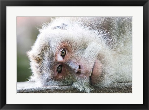 Framed Ubud, Bali, Indonesia, Sacred monkey forest Print