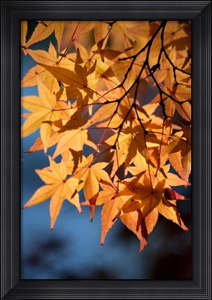 Framed Autumn maples on grounds of Hiroshima Castle, Japan Print