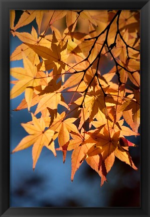 Framed Autumn maples on grounds of Hiroshima Castle, Japan Print