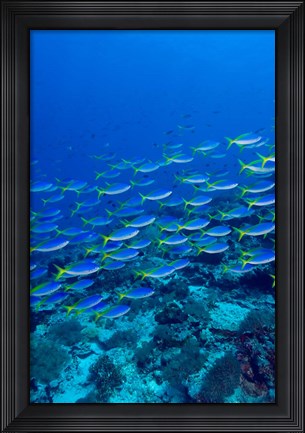 Framed Blue-Gold Fusilier fish, Raja Ampat, Indonesia Print