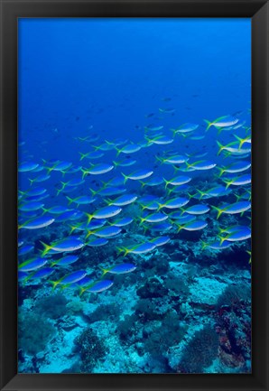 Framed Blue-Gold Fusilier fish, Raja Ampat, Indonesia Print