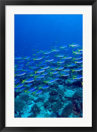 Framed Blue-Gold Fusilier fish, Raja Ampat, Indonesia Print