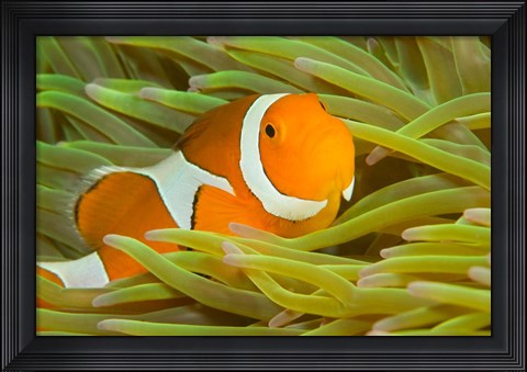 Framed False Clown Anemonefish, Raja Ampat Region of Papua, Indonesia Print
