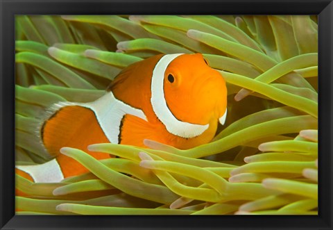 Framed False Clown Anemonefish, Raja Ampat Region of Papua, Indonesia Print