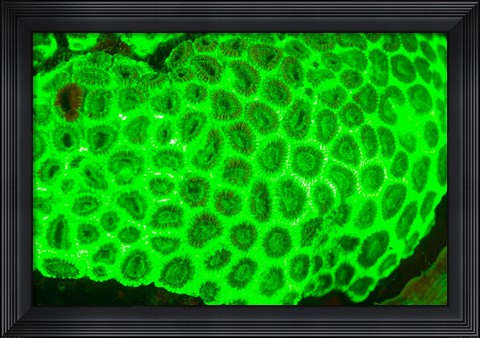 Framed Fluorescence, Raja Ampat region, Papua, Indonesia Print