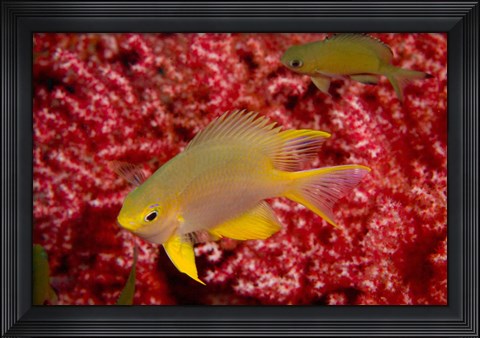 Framed Golden Damselfish, Gorgonian Sea Fan, Indonesia Print